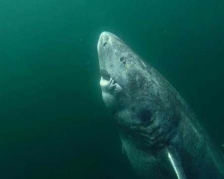 Откриха най-възрастната жива акула на света СНИМКИ