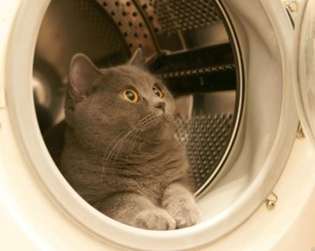 Котарак оцеля в пералня при 40-минутно пране на вълнени дрехи