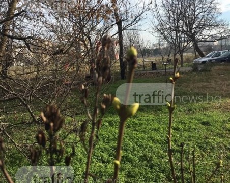 Природни аномалии в Пловдив: Люляците цъфнаха дни преди Коледа СНИМКИ