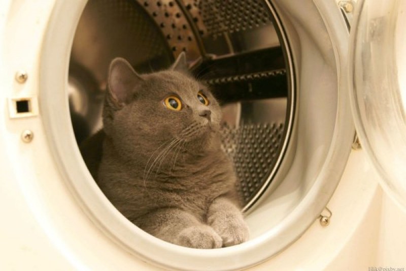 Котарак оцеля в пералня при 40-минутно пране на вълнени дрехи
