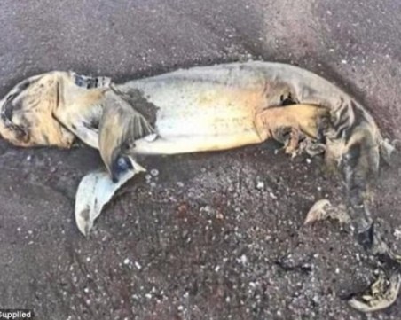 Странно същество изхвърли морето на красив плаж