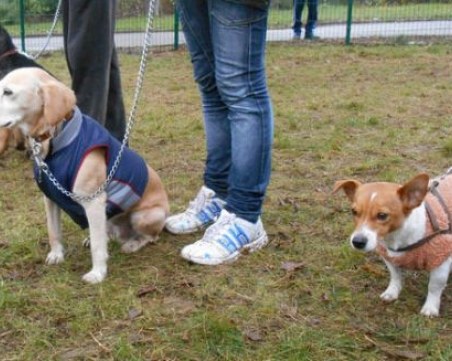 Глобиха пловдивчанин със 100 лева за куче без повод, съдът го отмени заради некадърен акт