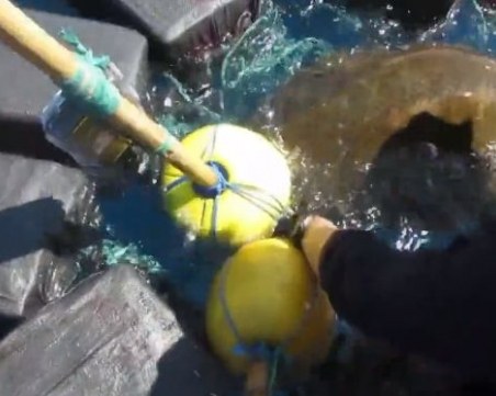 Костенурка се заклещи между 800 кг кокаин ВИДЕО