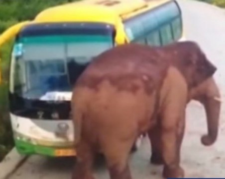 Слон атакува автобус и камион на пътя ВИДЕО