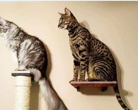 Котки от Книгата на Гинес загинаха при пожар