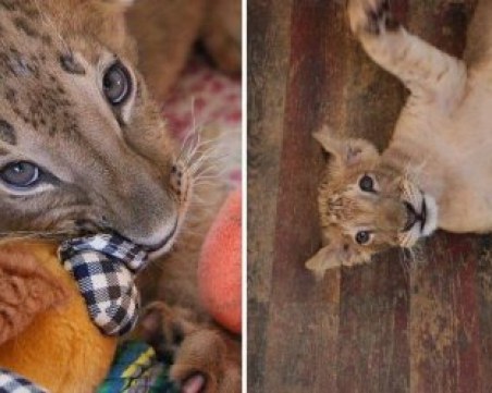 Лъвчетата Масуд и Терез заминават за Холандия! Протестите в София и Пловдив победиха властта