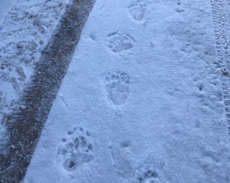 Мечка влезе в село, издадоха я стъпки в снега СНИМКА