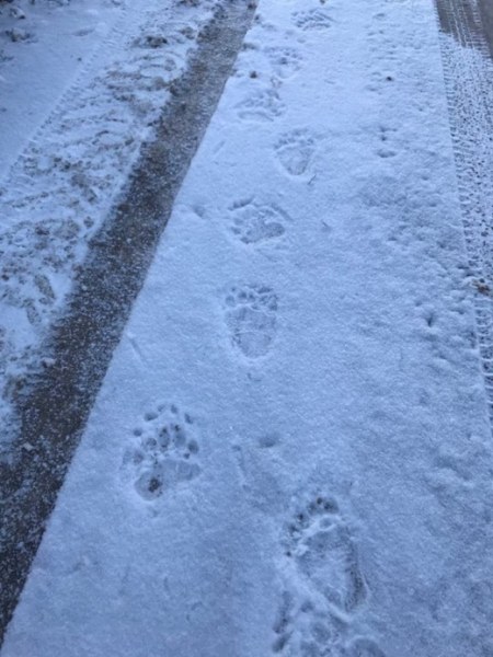 Мечка влезе в село, издадоха я стъпки в снега СНИМКА