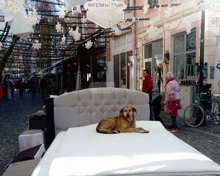 Докато чакат ангелите на съня в Капана, там се появи неочакван гост СНИМКИ