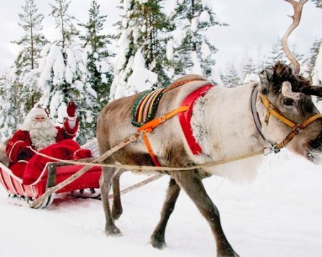 И нещо любопитно за помощниците на Дядо Коледа - елените