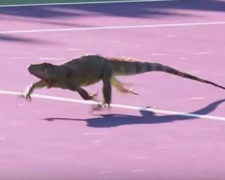 Игуана и любовни стонове на корта - вижте най-забавните мигове в тениса ВИДЕО