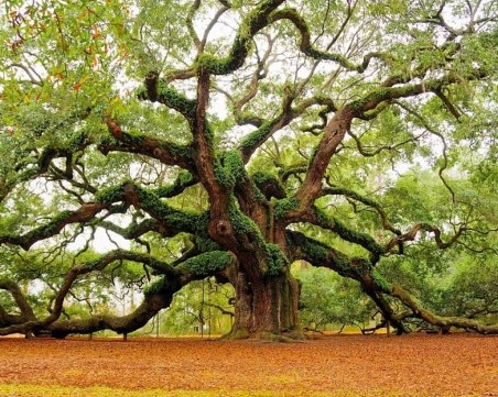 Изберете си дърво и вижте какво ви очаква през 2018