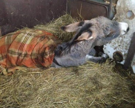 Коледна приказка за болното магаренце Гунди и хората, които го спасиха да не стане на луканки