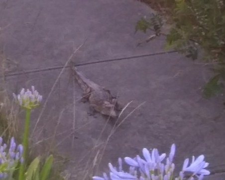 Семейство откри в градината си коледен подарък - крокодил