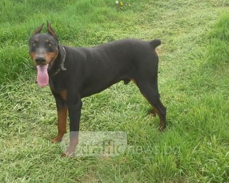 Арес се изгуби край Пловдив, стопаните се притесняват да не попадне в лоши ръце СНИМКИ