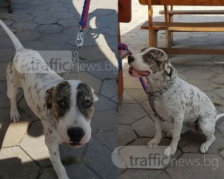 Малката Белла се загуби край Брезовско шосе! Стопанката ѝ я издирва