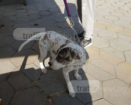 200 лева награда за онзи, който върне изгубената Белла