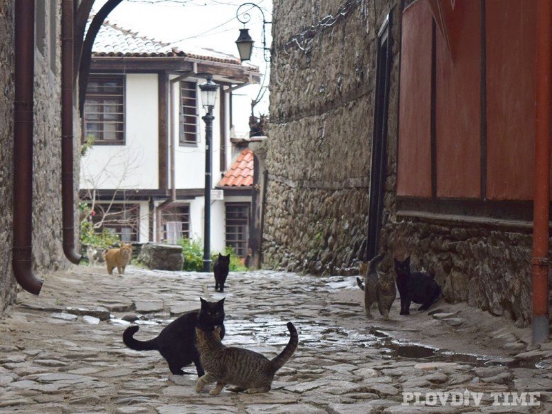 Котешки банкет се вихри в Стария град СНИМКИ