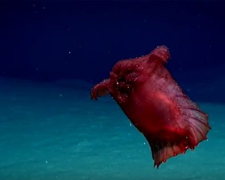 Странно създание откриха на дъното на Мексиканския залив ВИДЕО