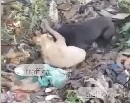 Потресаващи клипове с кучешки боеве развалиха новогодишното ни настроение ВИДЕО