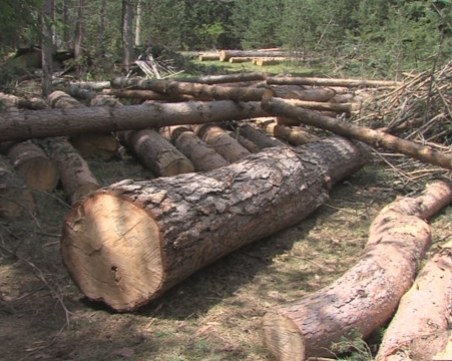 Арестуваха бивш зам-кмет в Пазарджишко - сякъл незаконно дървесина
