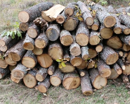 Бивш заместник-кмет задържан за незаконна дървесина