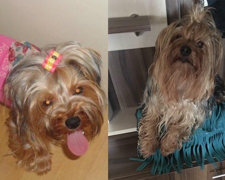 Рони изчезна около хотел Санкт Петербург! Виждали ли сте я?