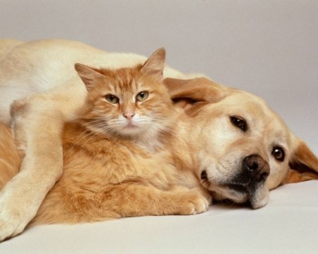 Учени доказаха лечебната сила на кучетата и котките