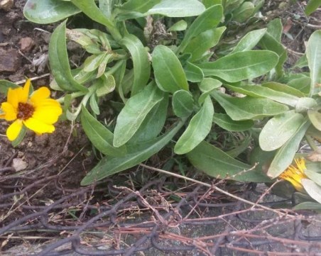 Невероятно! Сняг вали в Смолян, а дървета напъпват и цветя цъфтят СНИМКИ