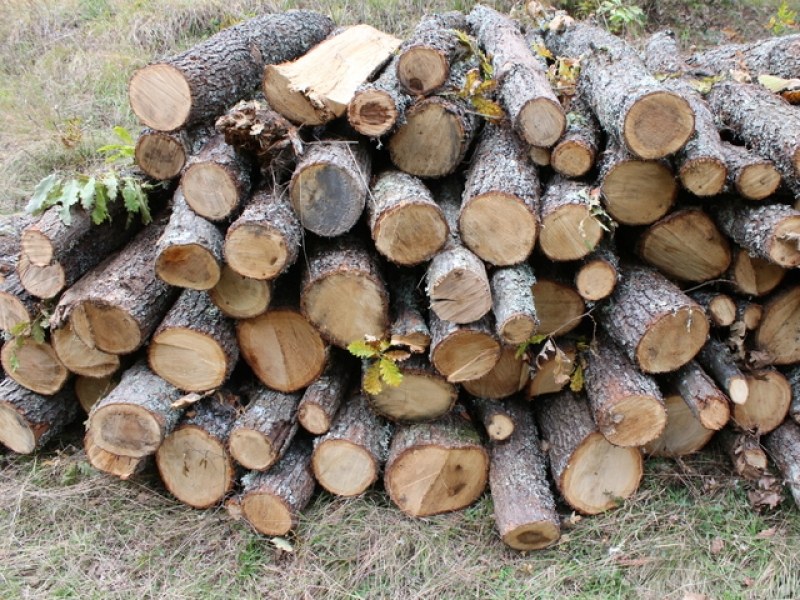 Бивш заместник-кмет задържан за незаконна дървесина