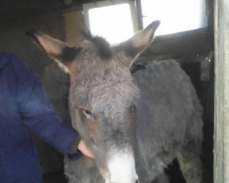 История с продължение! Магарето Гунди вече е на крака, скоро ще поеме към новия си дом