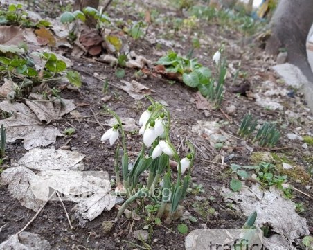 Объркаха ли се? Кокичета цъфнаха на Йордановден в Пловдив СНИМКИ