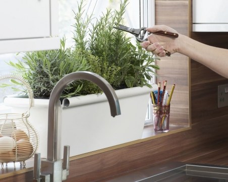 Седем вида билки, които можем да отглеждаме в дома си