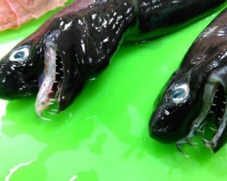 Учени се натъкнаха на страховита акула от рядък вид