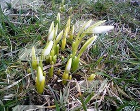 Кокичетата се събудиха и в Родопите СНИМКА