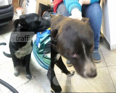 Този сладур се лута в Стария град, някой да си го познава? СНИМКИ