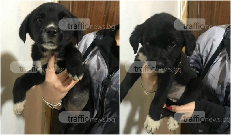 Радостна вест! Намериха се 3-месечните кученца, избягали от дома си в Пловдив СНИМКИ