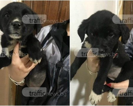 Радостна вест! Намериха се 3-месечните кученца, избягали от дома си в Пловдив СНИМКИ