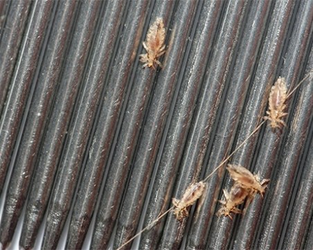 Лоша новина за учениците: Търговията с въшки... замря