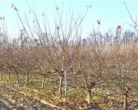 Земеделец от Пловдивско олекна с 6 бона, отсякоха му 1200 дръвчета