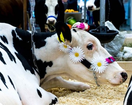 Пазарите в Пловдивско - социални мрежи без интернет