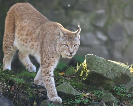 Българка тръгна по улиците на Милано с рис на каишка, отнеха й го