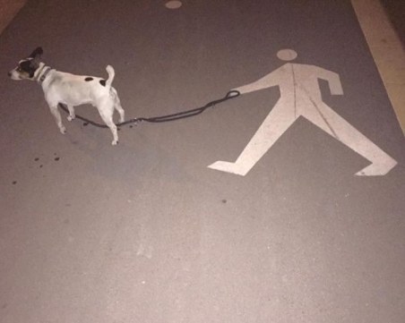 Важно за стопаните на кучета в Пловдив! Ето какви са таксите и сроковете през новата година