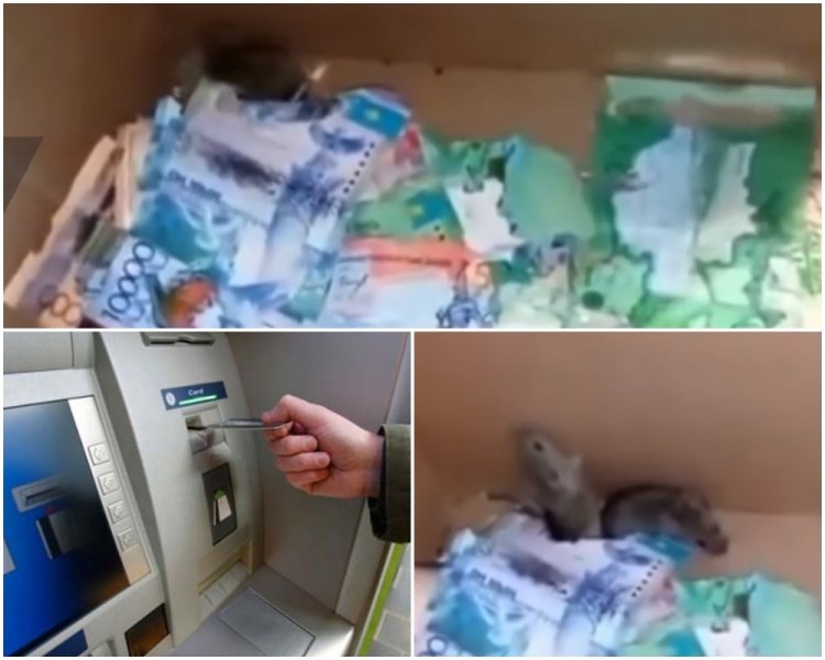 Фарс: Мишки изядоха парите от банкомат ВИДЕО