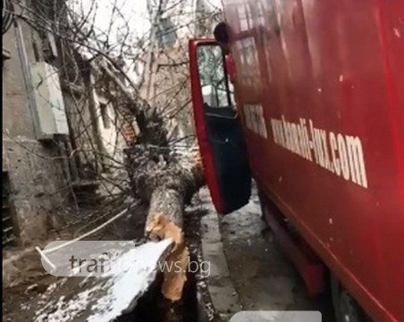 Дърво се стовари върху кола в Пловдив! Едва не уби ученици от “Ана Май“ ВИДЕО