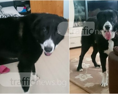 Куче се изгуби край Пловдив, собствениците предлагат голямо възнаграждение СНИМКИ