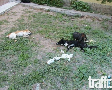 Жестоко! Отровиха осем кучета на възрастен мъж край Пловдив