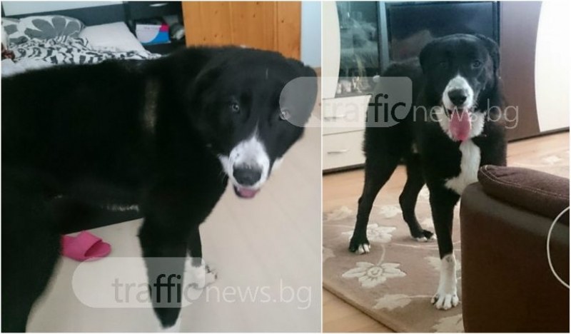 Куче се изгуби край Пловдив, собствениците предлагат голямо възнаграждение СНИМКИ