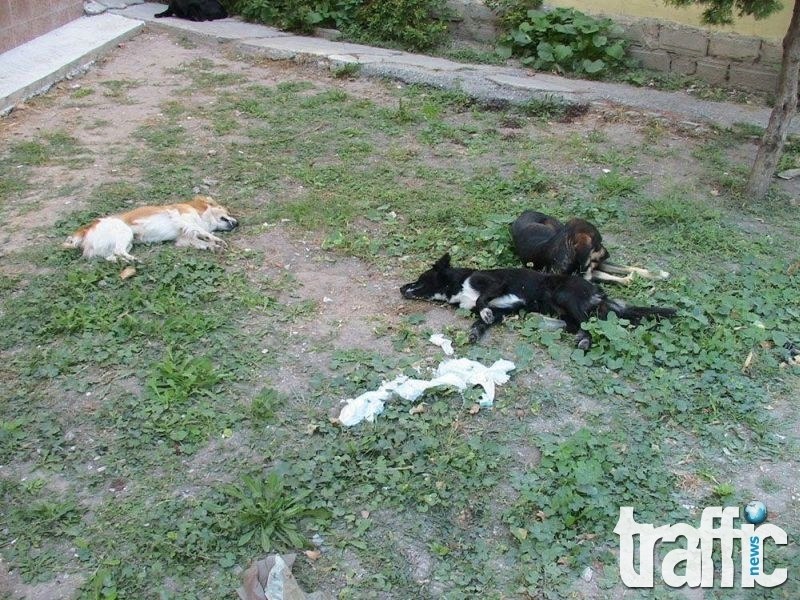 Жестоко! Отровиха осем кучета на възрастен мъж край Пловдив