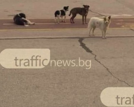 Бездомни кучета нападнаха 17-годишна пловдивчанка, случаен мъж й помогна СНИМКИ